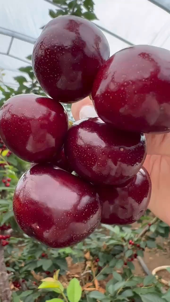 塔玛拉樱桃苗价格 哪里有塔玛拉樱桃苗 塔玛拉樱桃苗多少钱一棵