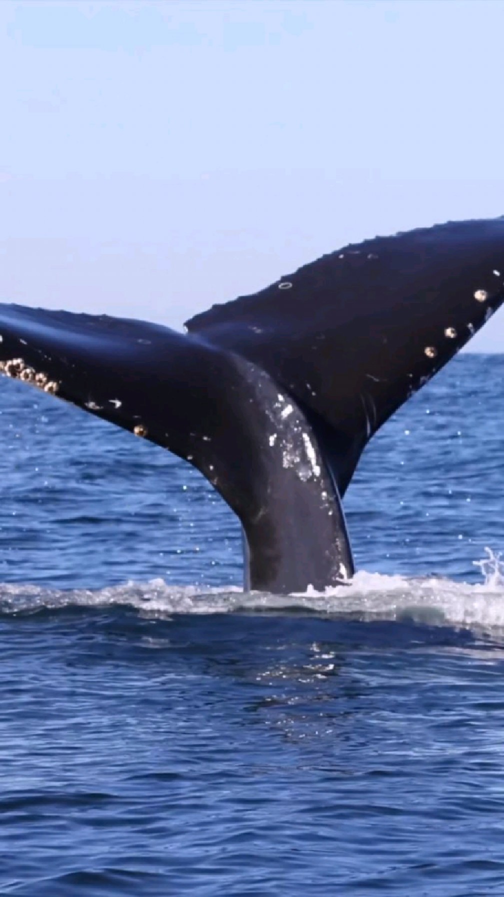 座头鲸的尾鳍,像是飞机的尾翼-度小视