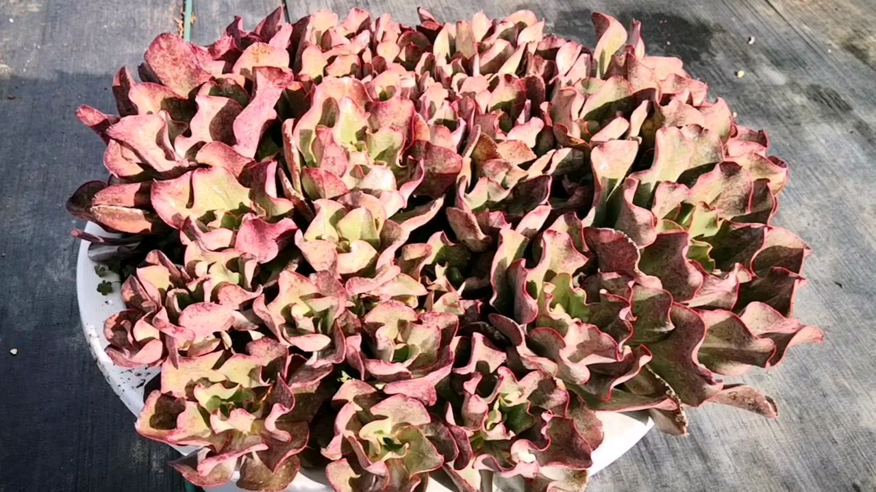 大到无敌的群生多肉之原始初吻,这波浪卷叶是不是很有个性?