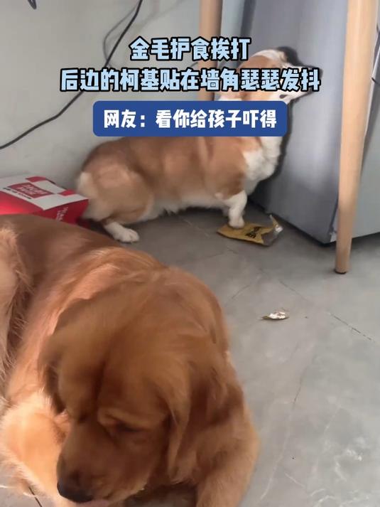 金毛护食挨打,后边的柯基贴在墙角瑟瑟发抖
