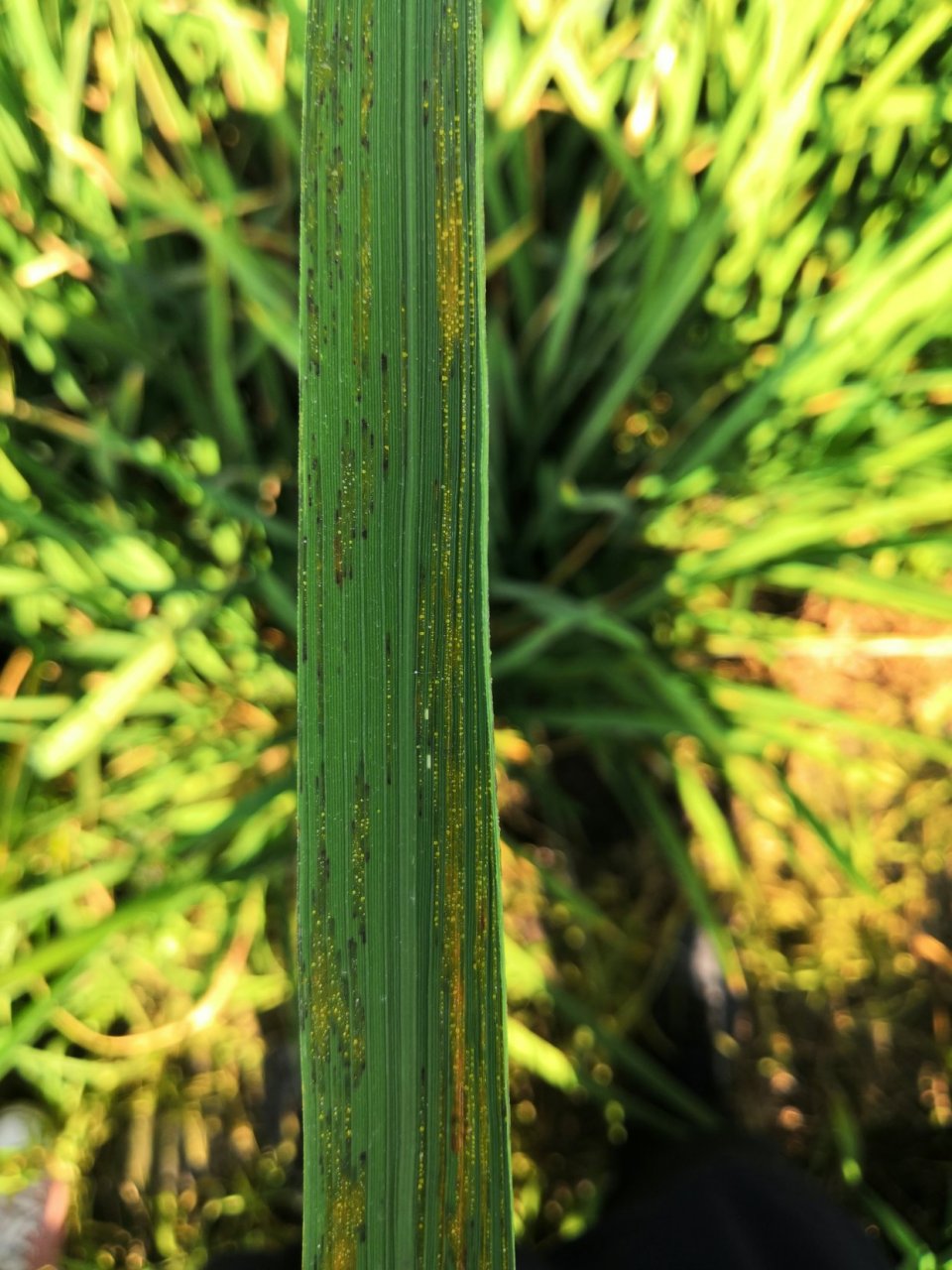 1,水稻细菌性条斑病,又叫细条病,条斑病,很多老百姓称为红叶病