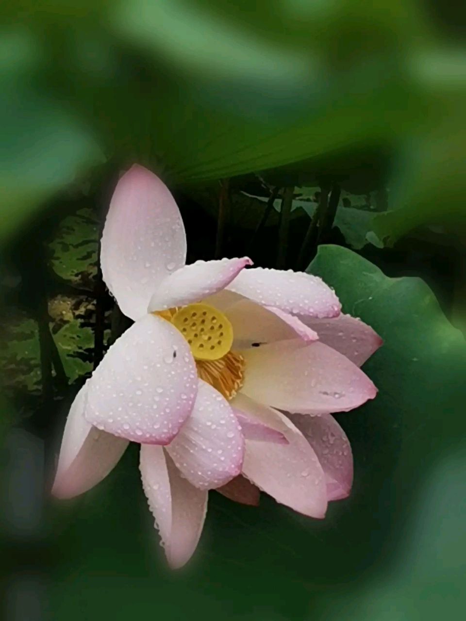 荷花带雨露太美了#摄影# #中国美景大赏