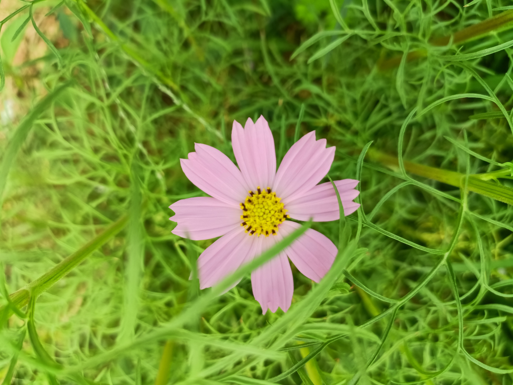 大学生的日常生活  首先,我们大学生要求真务实 ,不尚空谈,把改革