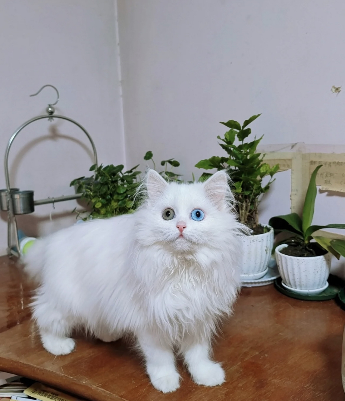 中国本土狮子猫颜值也是很能打的嘛,并且没有什么基因缺陷.