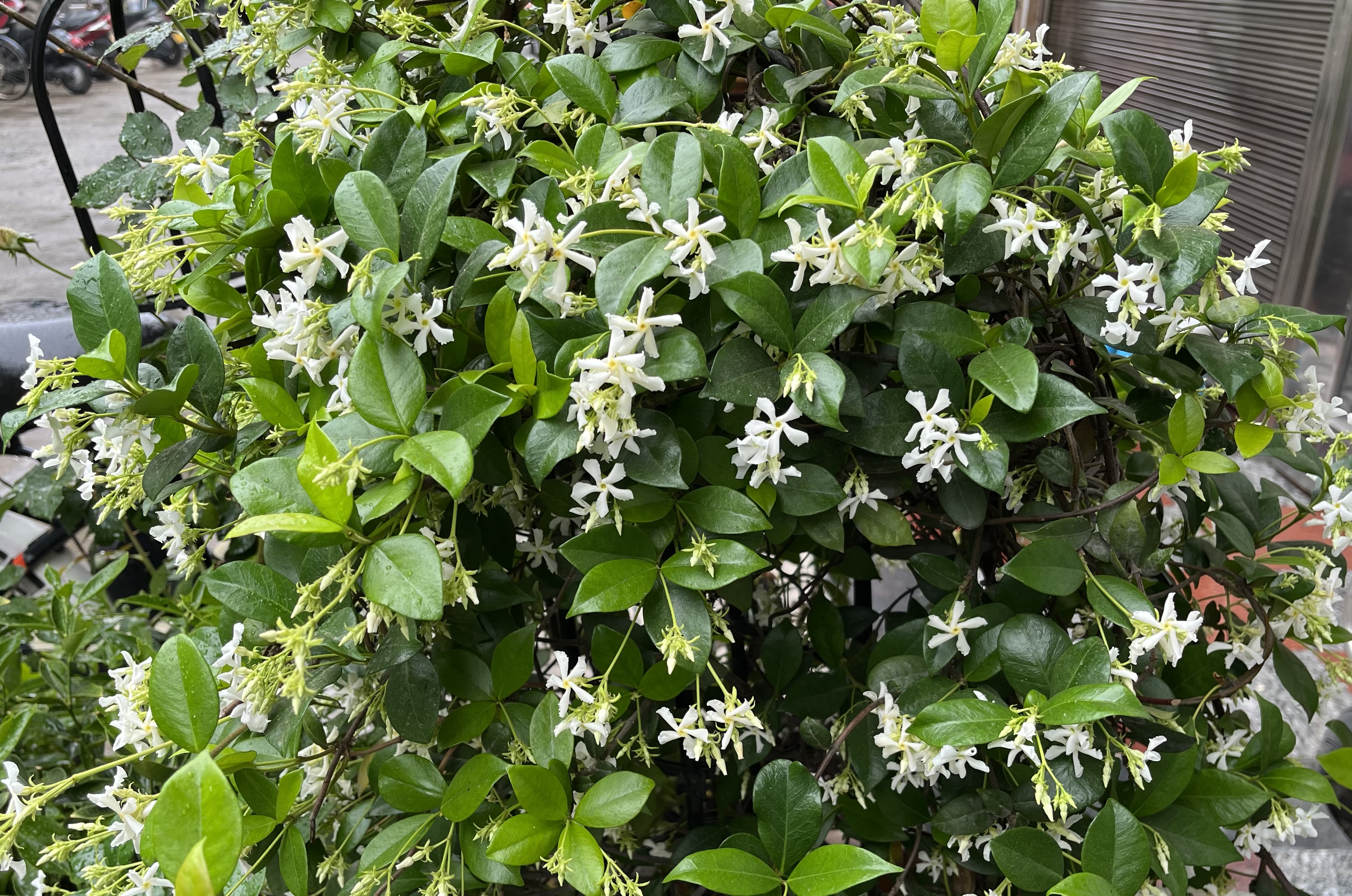 可做花墙,拱门的风车茉莉怎么养护才能开爆?风车茉莉养护要点