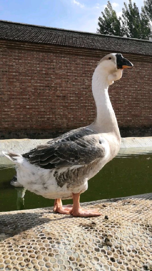 狮头鹅,还没成年,这颜值已经很不错了.