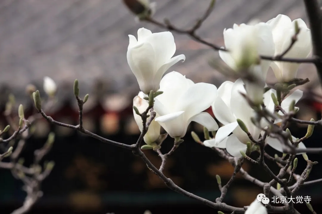 大觉寺玉兰花图片图片