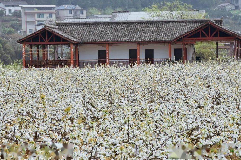 广元市苍溪县梨花节图片