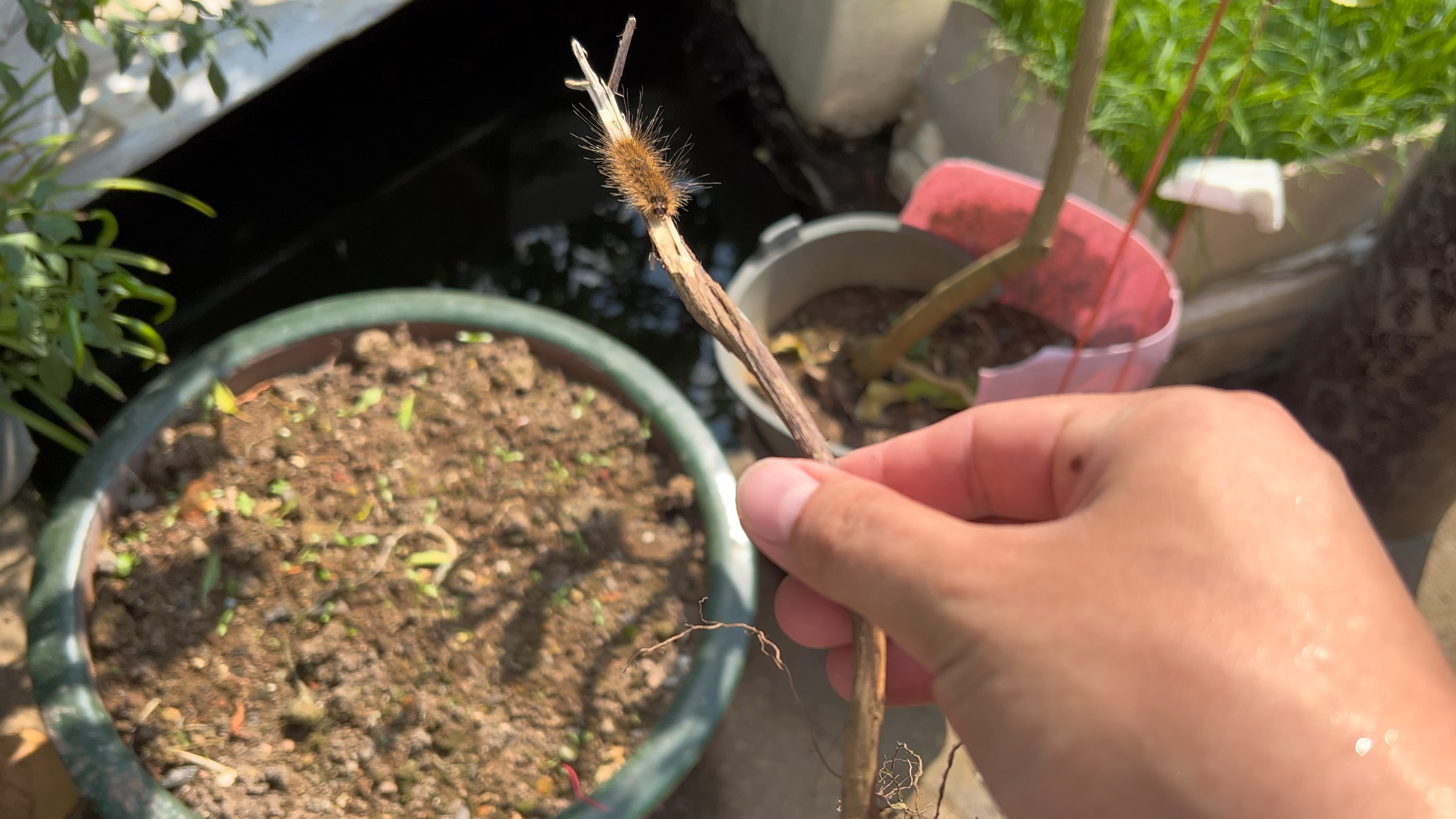 鱼吃了毛毛虫会不会嘴痒