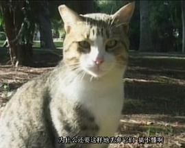 《 罗马的猫》甄子丹代言传奇下载