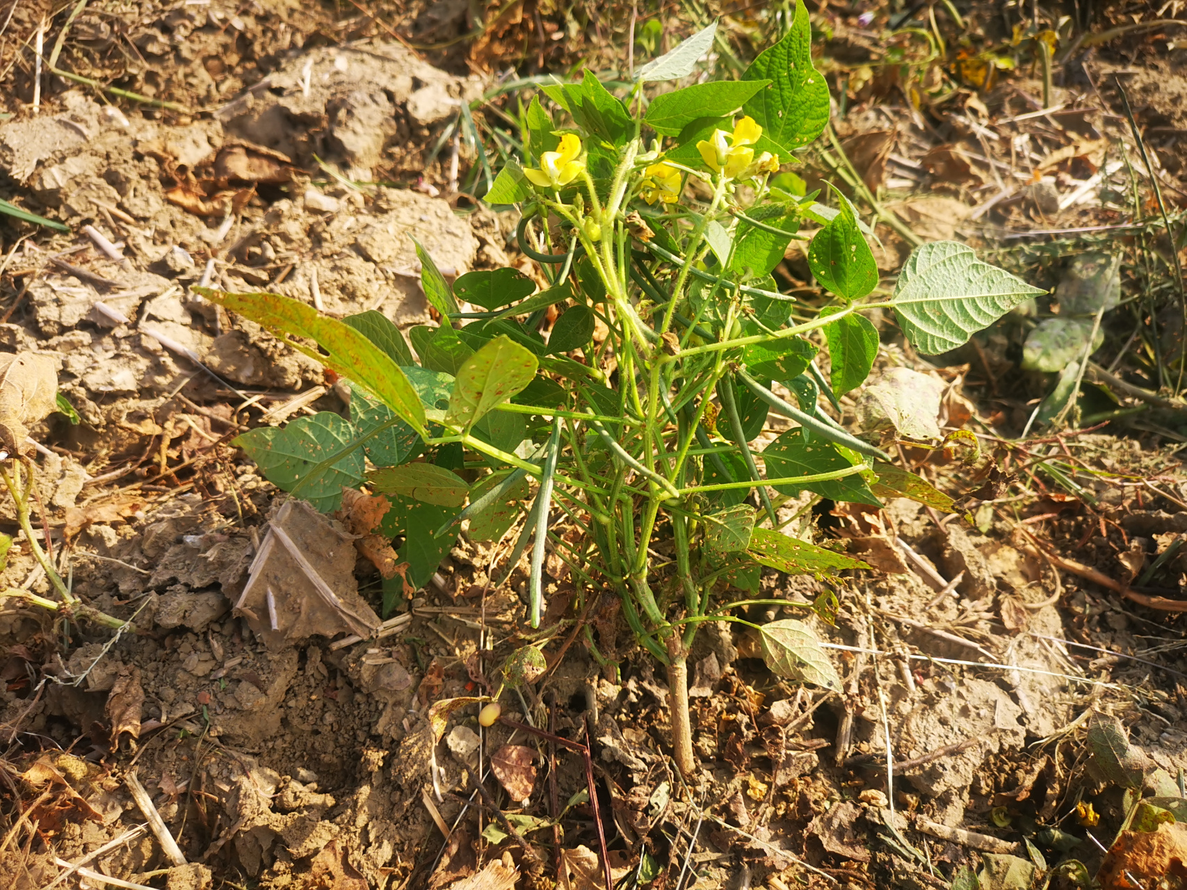 【"立秋之后,寸草结籽"的现象与意义】  小时候听妈妈说"立秋之后,寸