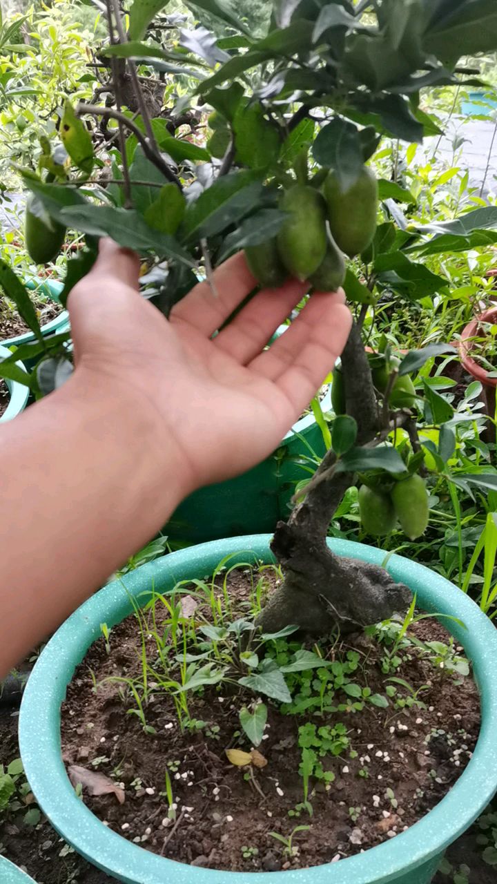 金弹子大红花生果