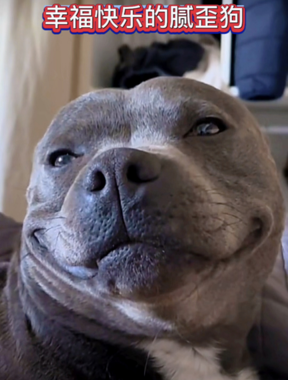 超级黏人的狗狗,狗狗特有的微笑表情好搞笑92,它真的好幸福哦#毛