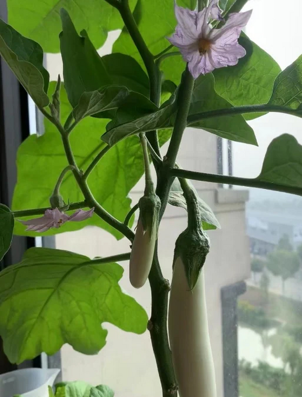 阳台上种茄子.不仅可以观赏,还可以食用 阳台上一般除了养花外.
