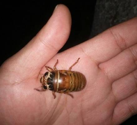 放生一个知了龟