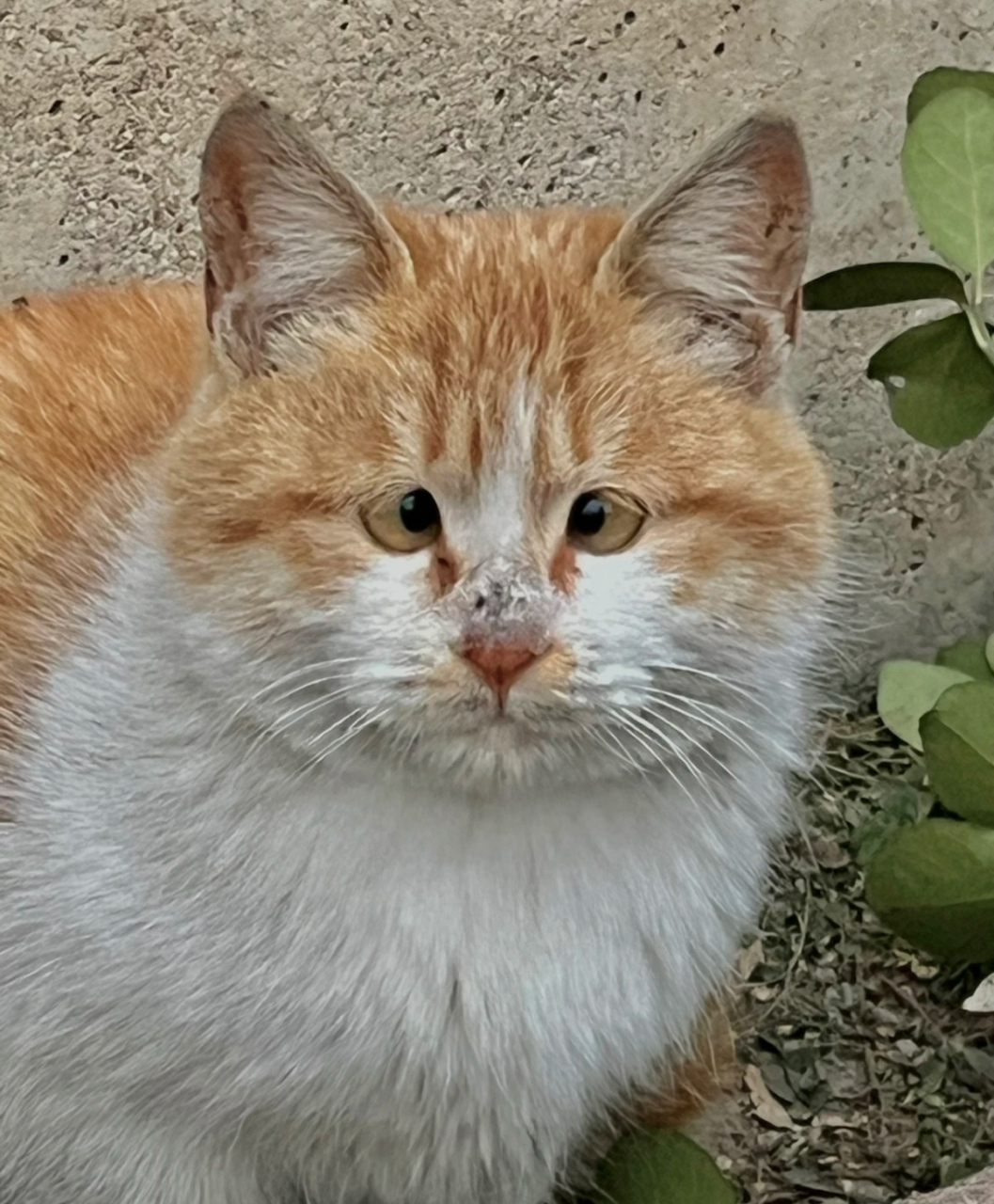 原来小猫咪也会斗鸡眼…#猫咪