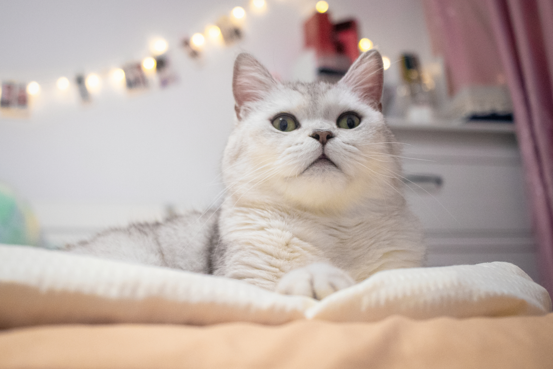 这个卡姿兰大眼睛,是谁家的小可爱啊? #猫咪迷惑行为大赏#  #猫咪