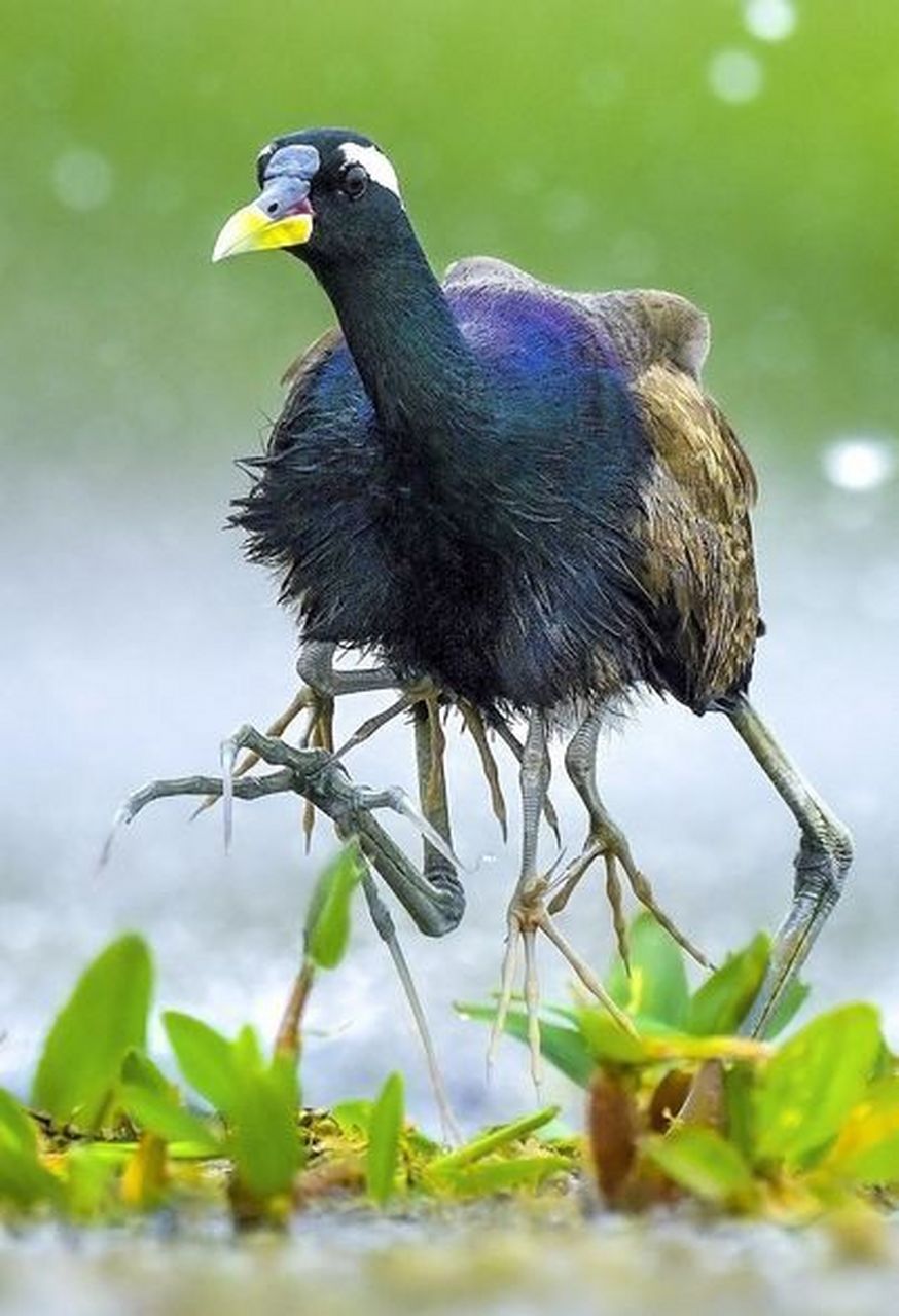 六条腿的水鸟!肯德基都要从它家进货!