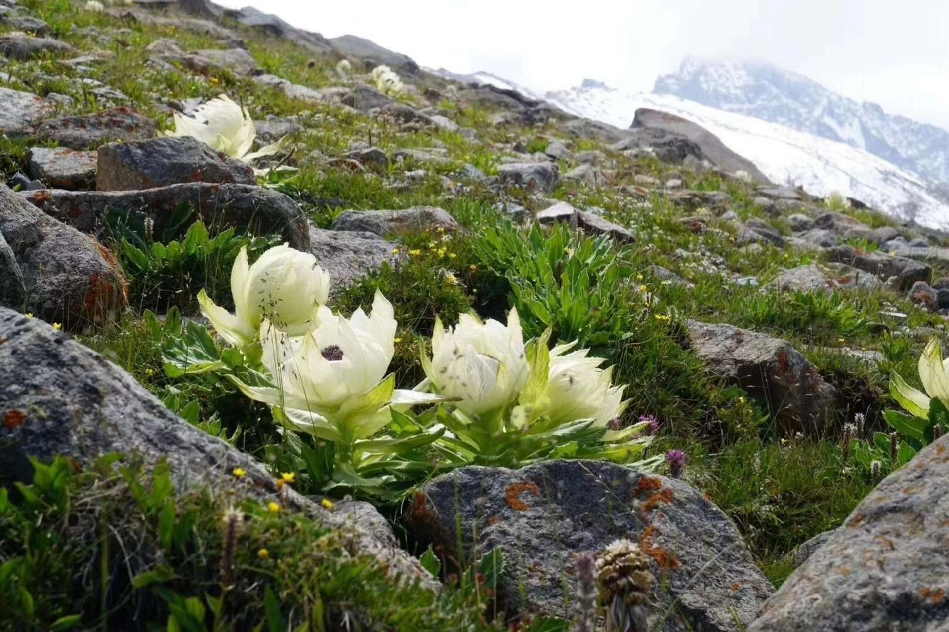 雪莲,生长在海拔五千米左右的雪山9015脚下,每五年才能开花结果