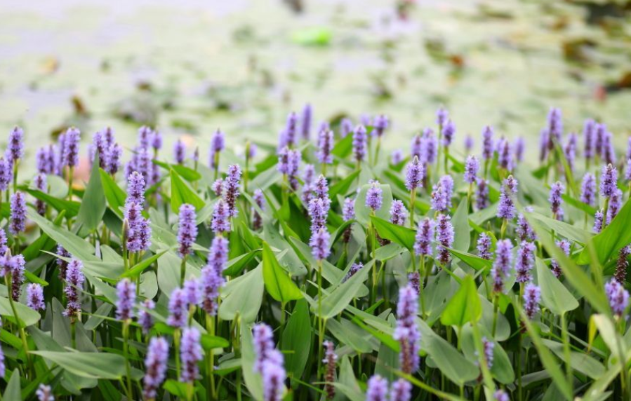 湿生植物有哪些?