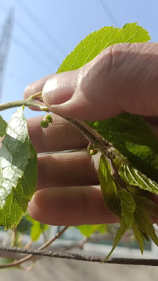 软枣猕猴桃开花