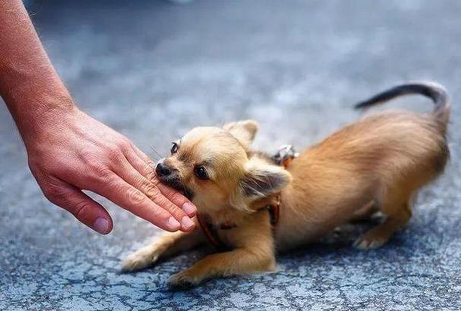 女子逗狗被撕咬#人都有这样的感受心烦的时候不想说话,不想理人,就想