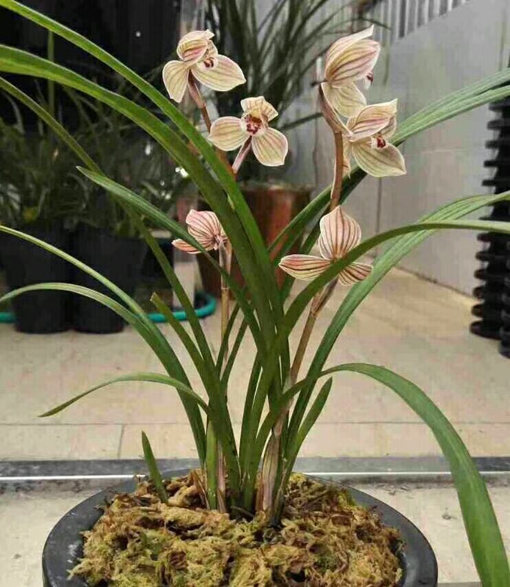 莲瓣兰中的极品紫熙荷,一杆双花,姿态端庄,观赏性非常不错