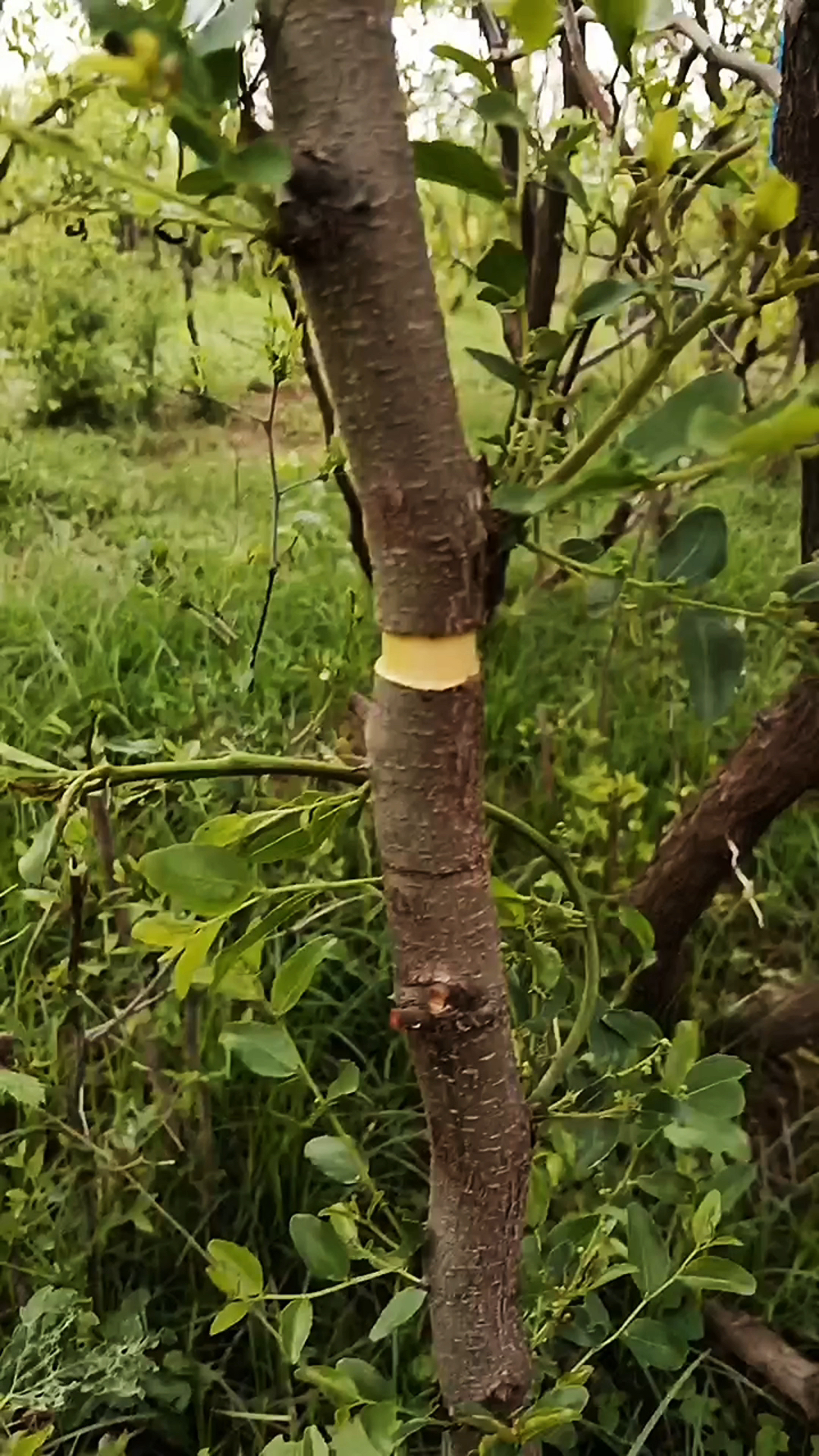 果树环割注意事项有哪些操作不当可能会造成死亡