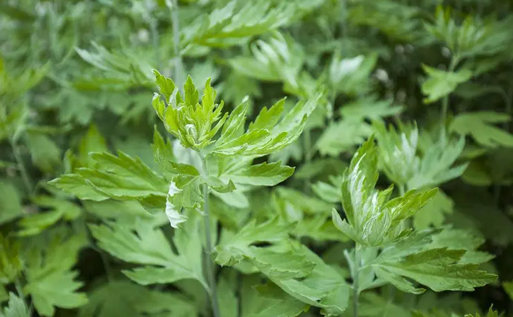 华草香艾|传承百年,只为"一株草"