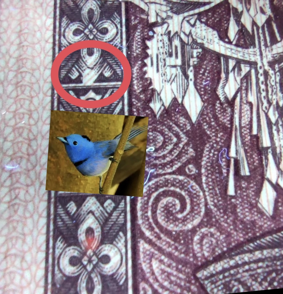 8005中国红小神鸟