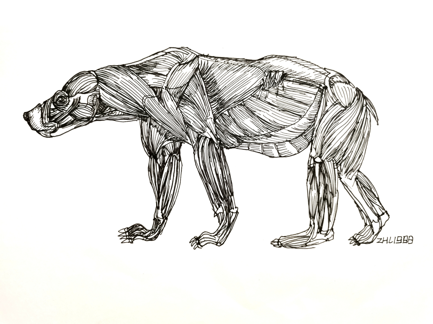 动物骨骼肌肉 #棕熊线描# #动物线描#