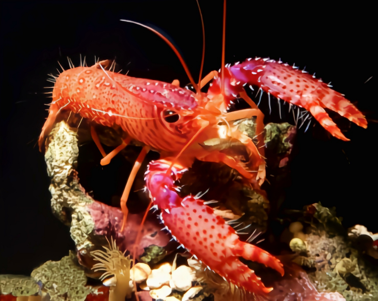 每天认识一种动物——紫光虾 紫光虾别名珊湖虾,道姆礁螯虾,原产于