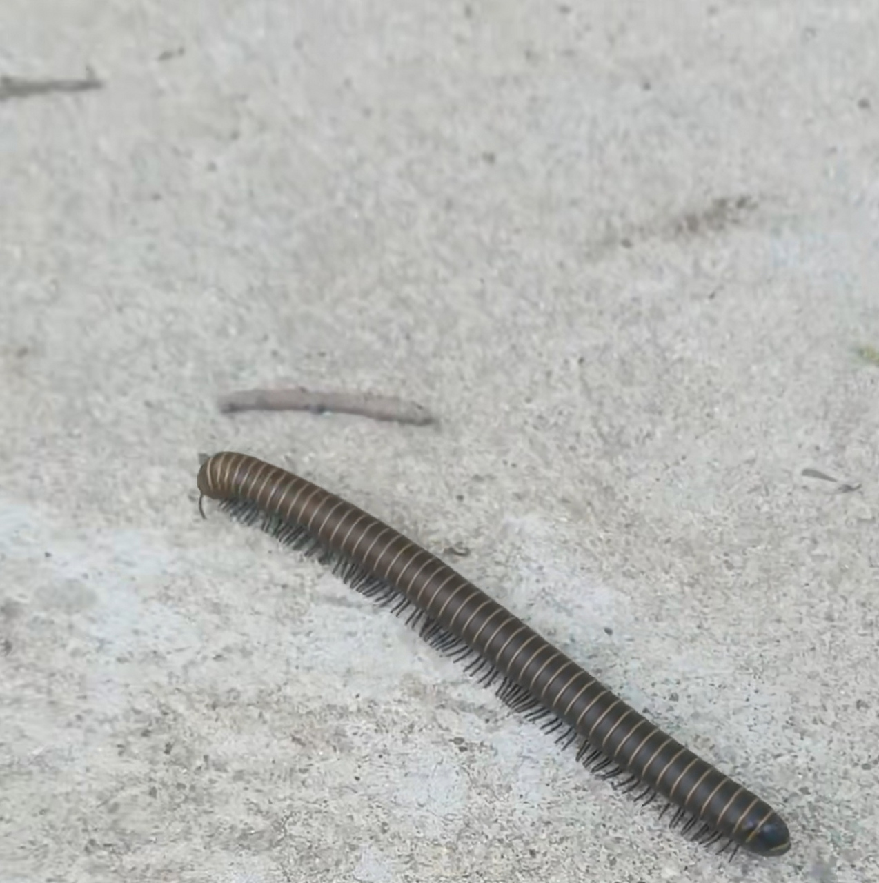 目测比蜈蚣腿还多,谁知道这是什么虫子?