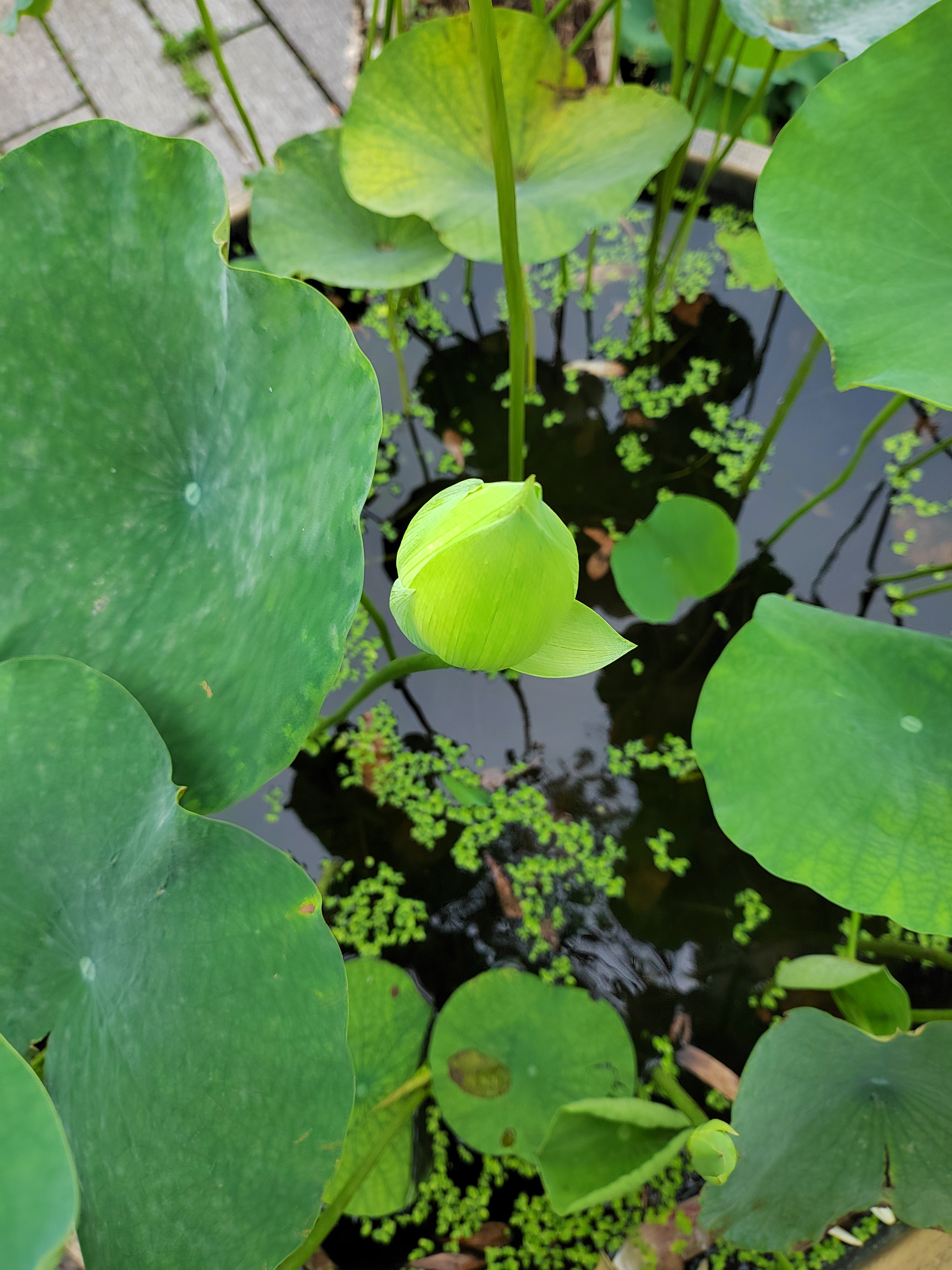 走进山湾的太空荷花