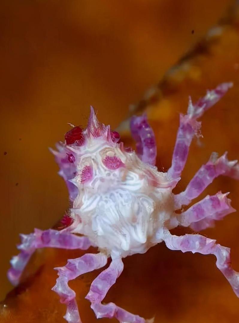 100种多姿多彩的螃蟹,罕见