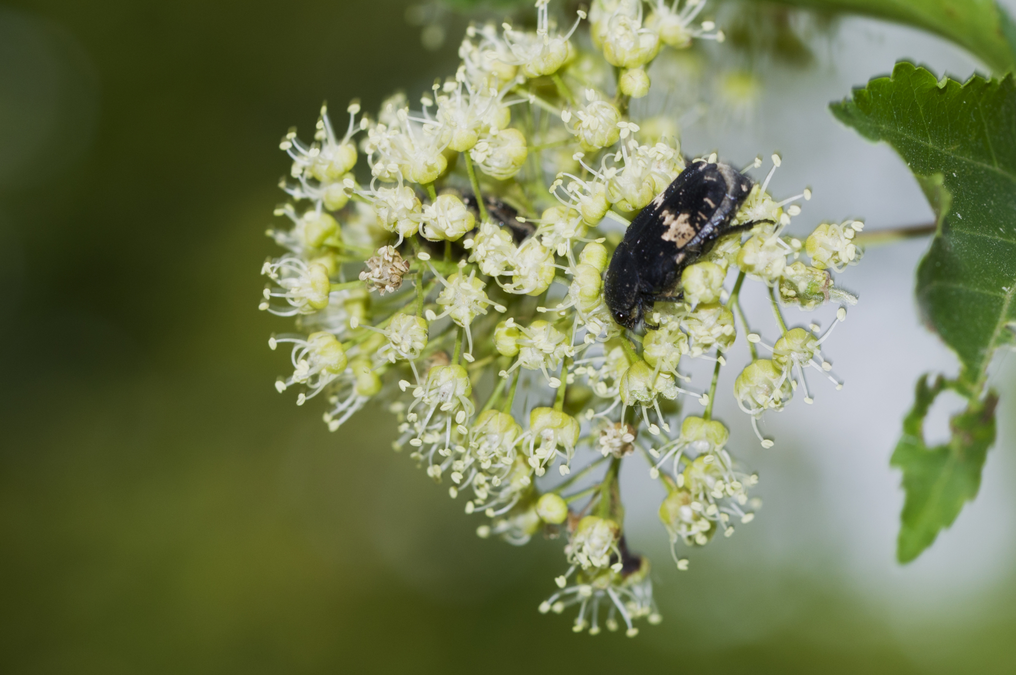 蝈蝈,天牛,花金龟