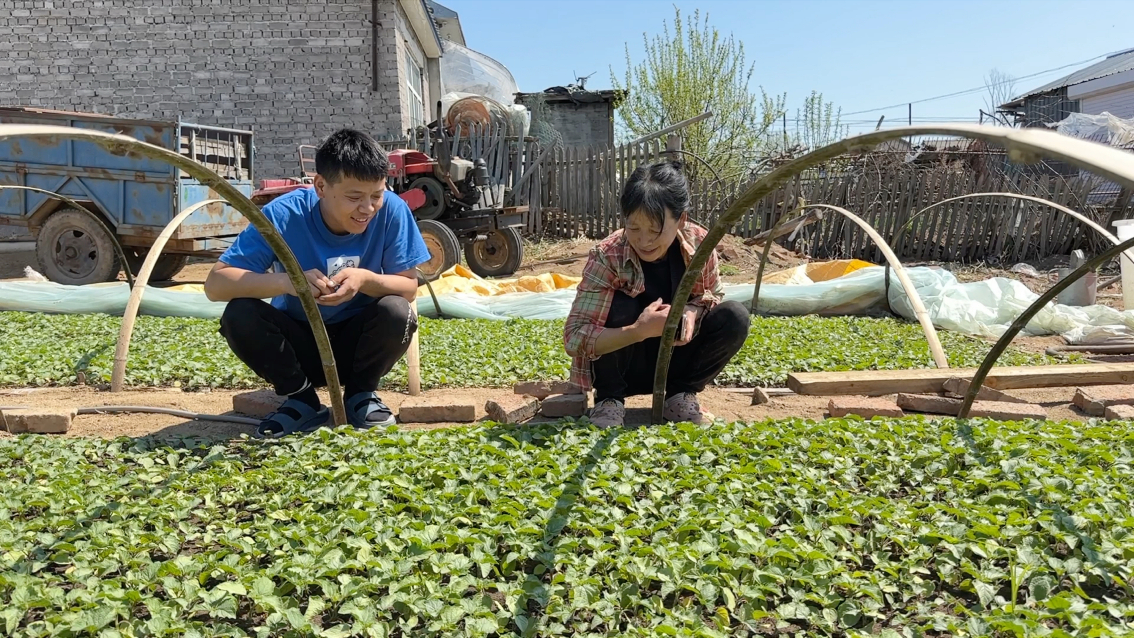 东北爸妈精心管理菇娘苗棚,一个多月的时间,大颗苗已经打骨朵了