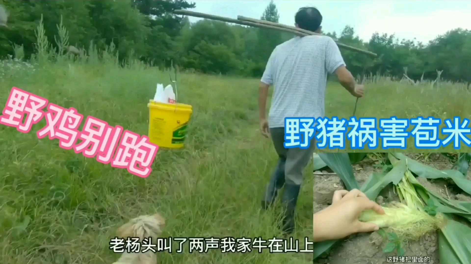 东北野猪有多猖狂?老杨头上山看牛,发现山下的苞米被野猪祸害了