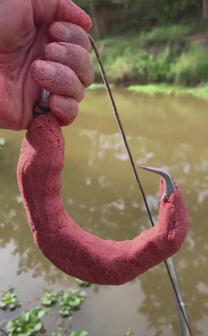 为什么要在淡水里钓鲨鱼?