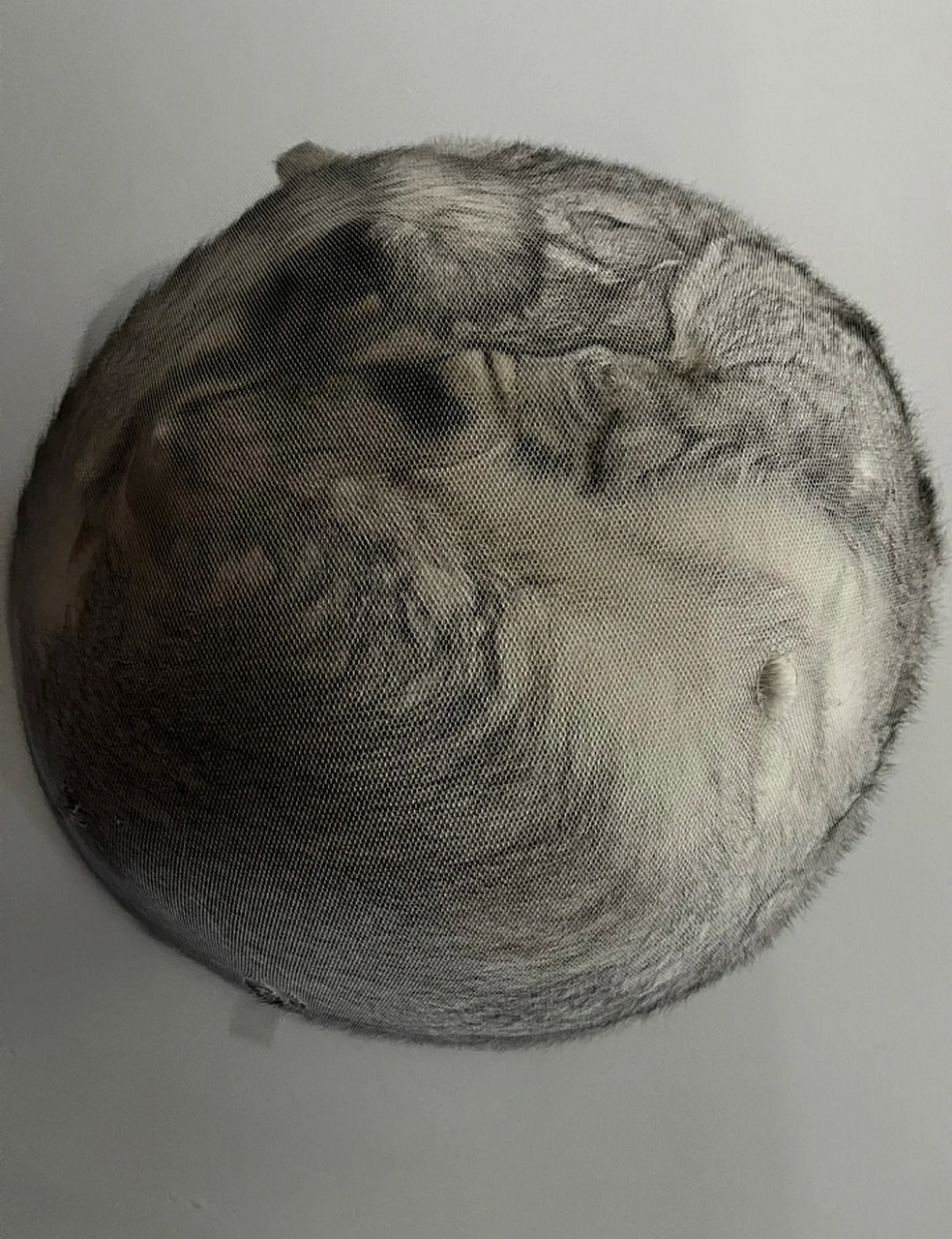 网友:睡觉一睁眼,我说什么东西这么圆呀,原来是我家的猫咪[捂脸]#动态