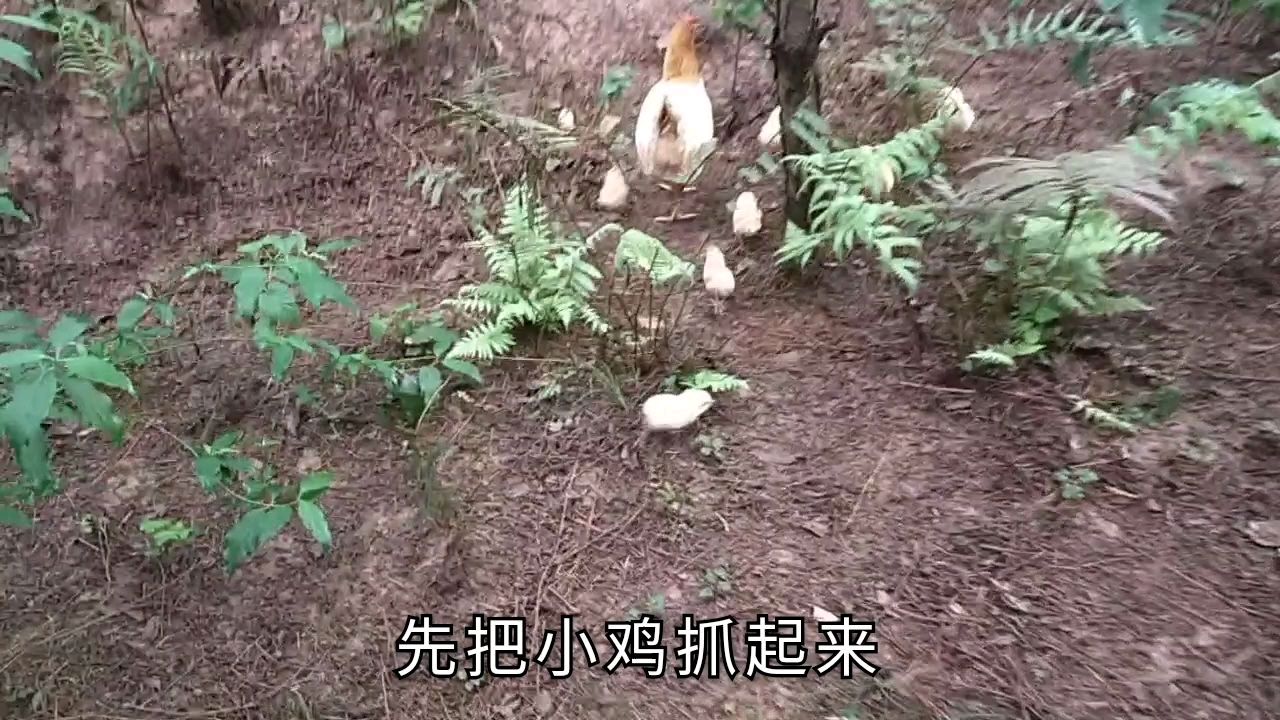 又发现一窝小鸡,这回母鸡直接带回来了,养鸡养成这样也是没谁了