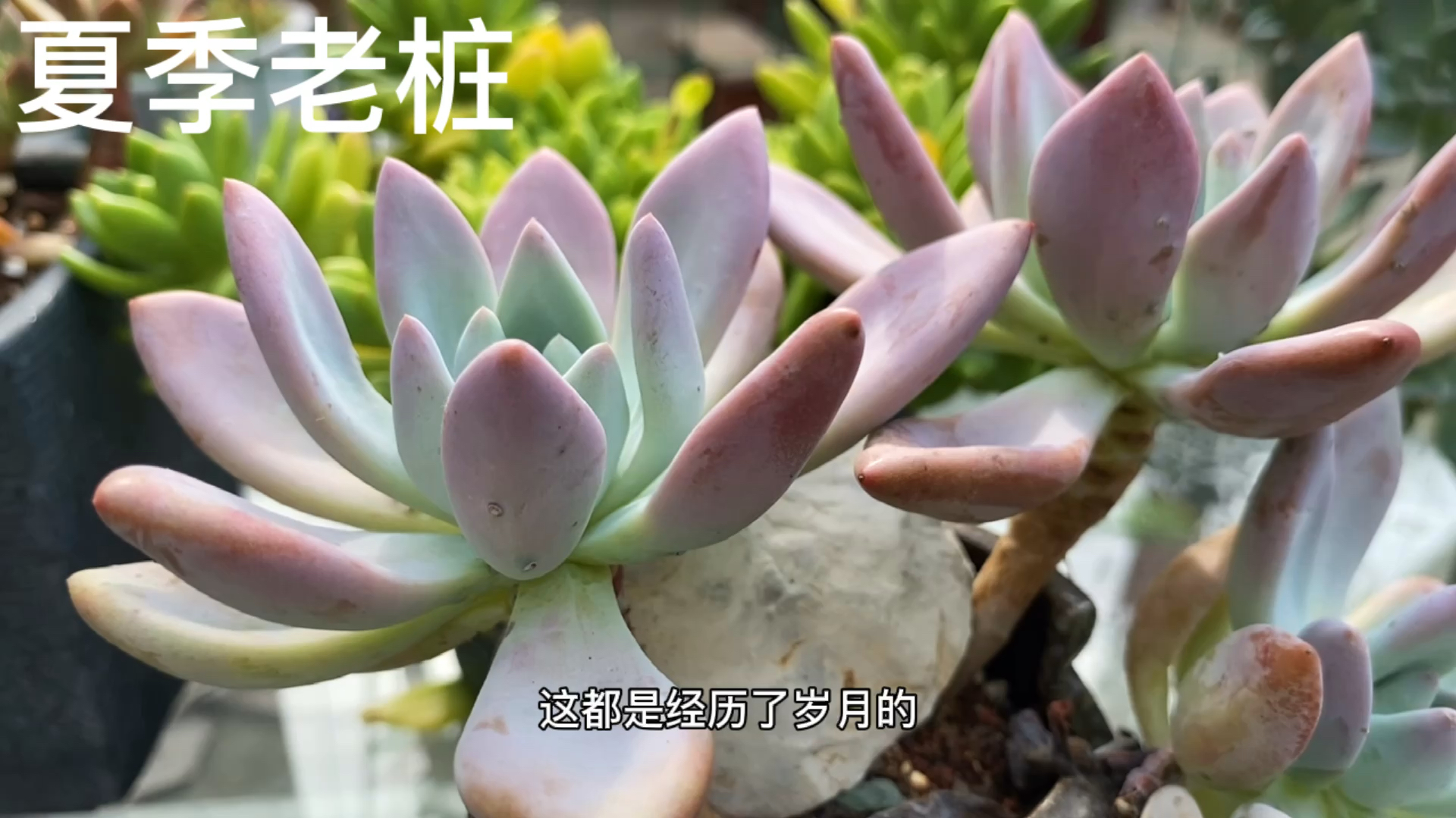 多肉还是老桩子扛夏,环境多变却损伤少,还好看