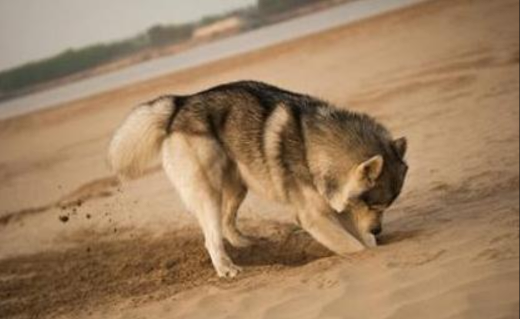 狗狗不停地用前爪刨地的原因