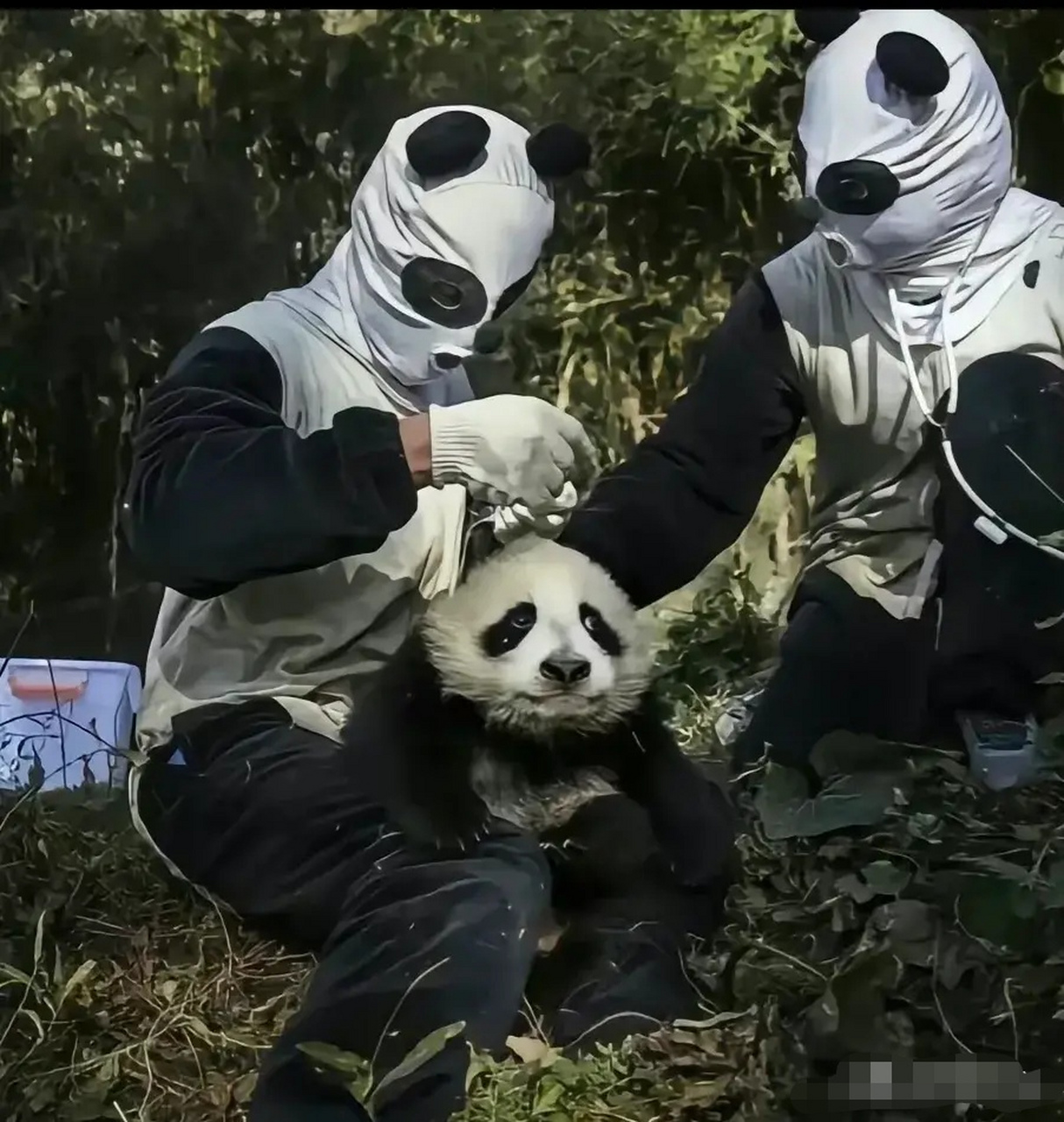 福宝这张被妈妈爱宝拎起的照片太像她当初见过鬼的舅舅新小野了,  新