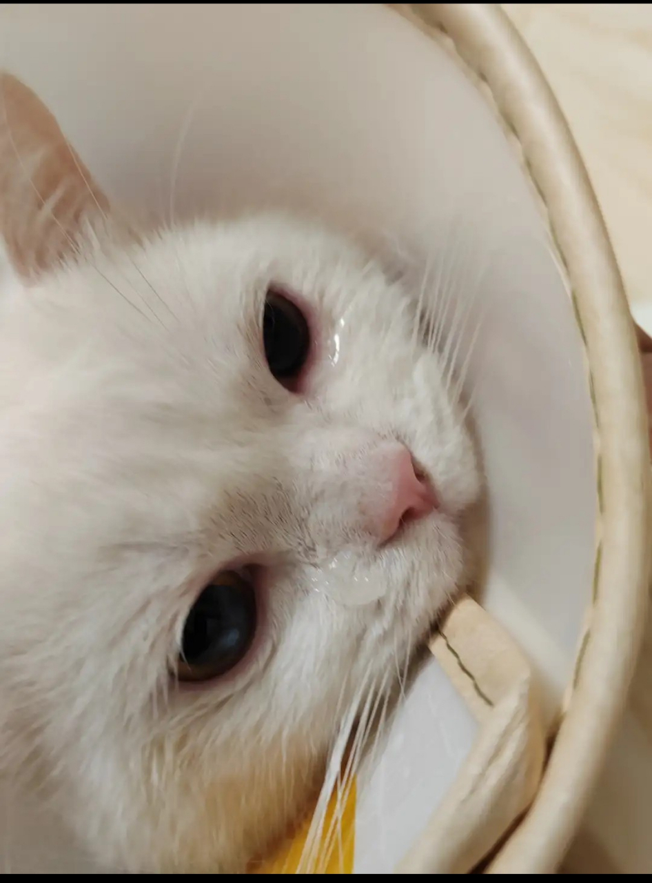 医生说没见过哭的这么伤心的猫