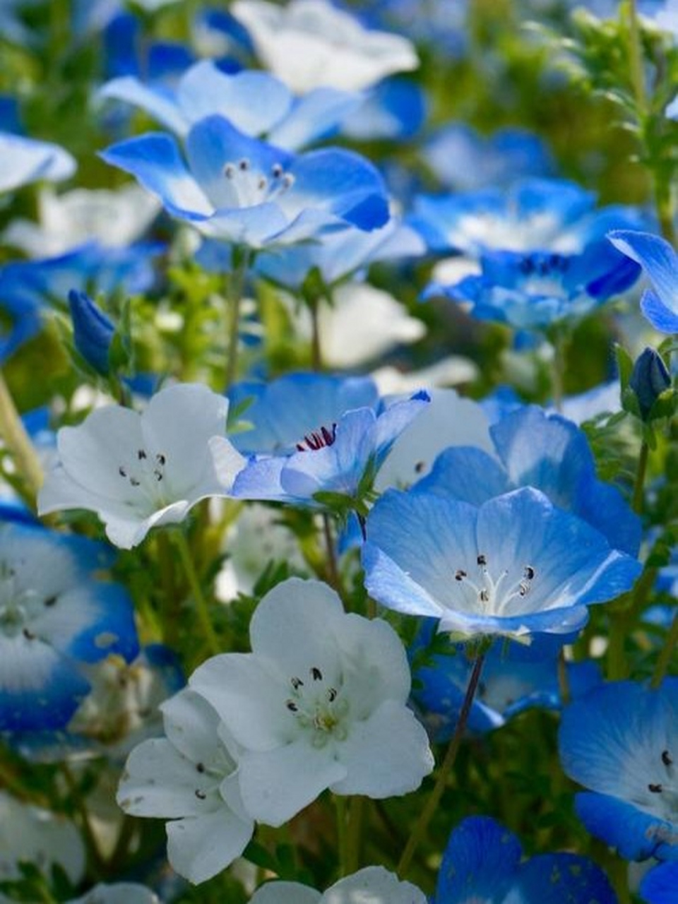 美花分享:夏日里各种清新靓丽的小花