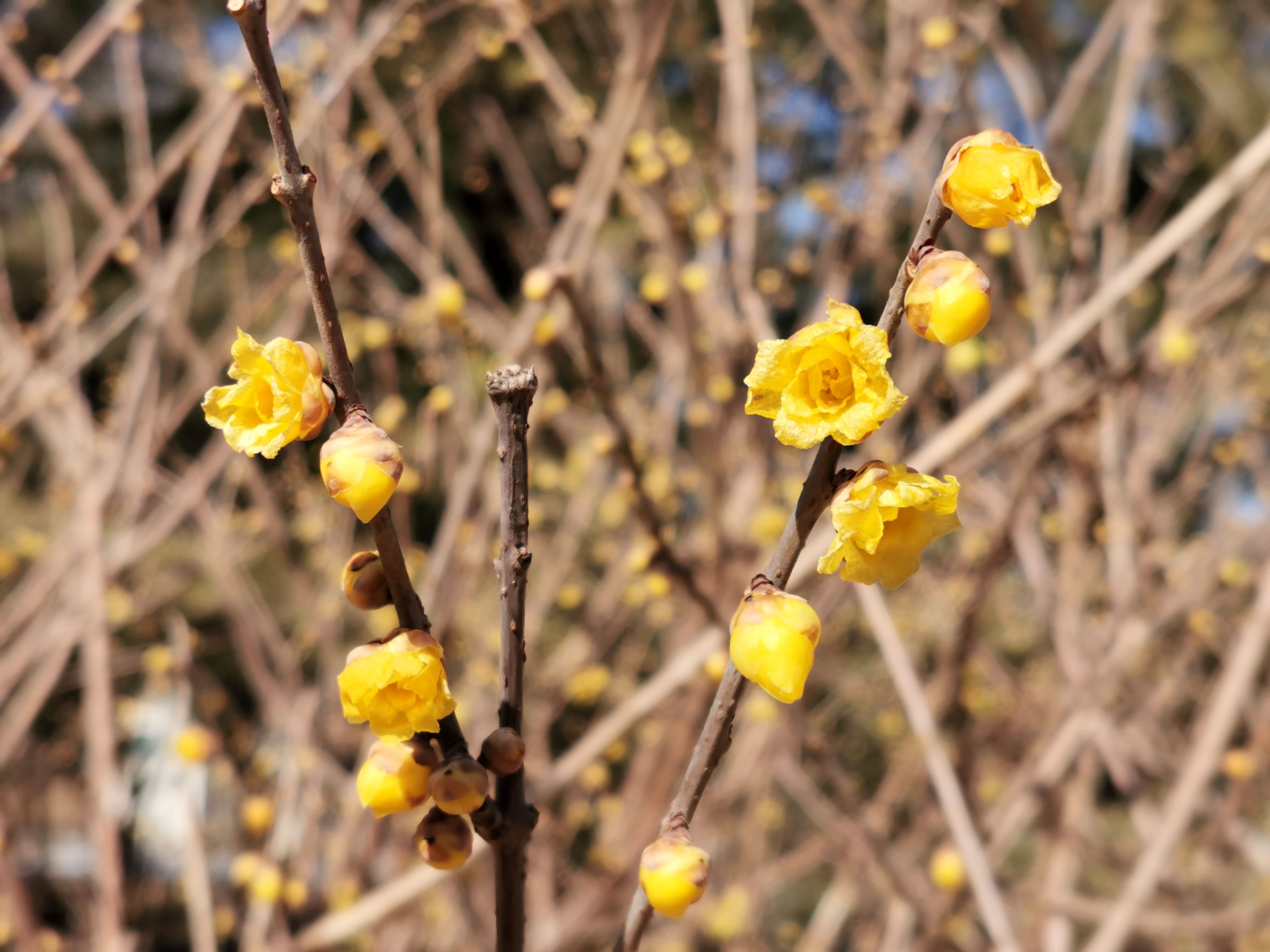 北京正月赏腊梅