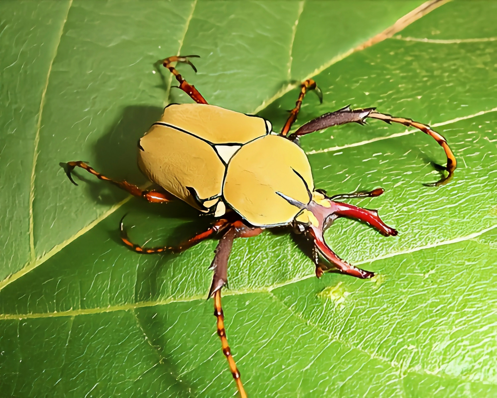 一种昆虫——黄粉鹿角花金龟  黄粉鹿角花金龟是鞘翅目花金龟亚科昆虫