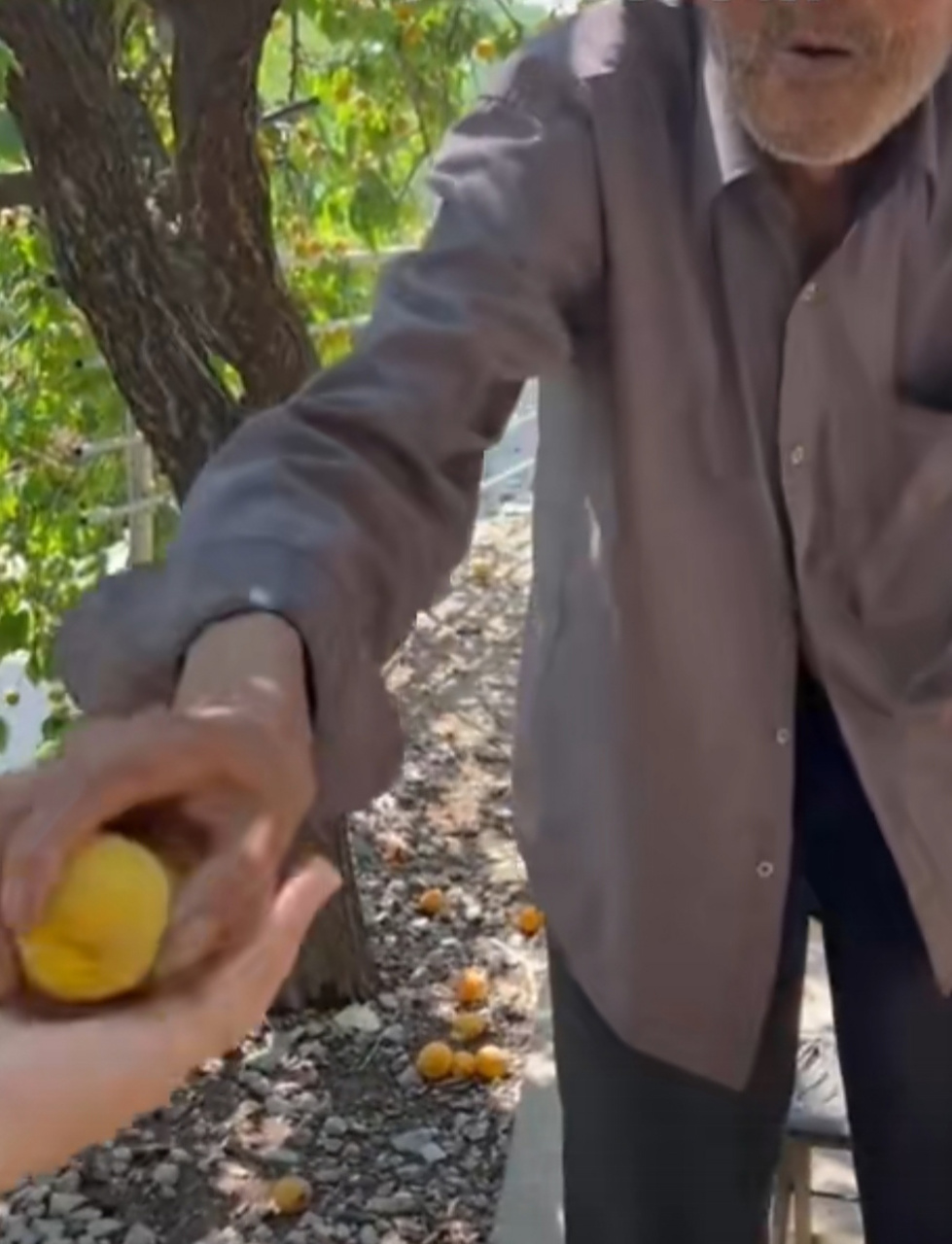 庭前老树挂果丰,不见当年偷果童.  孩童不知何处去,树下独坐种果翁.