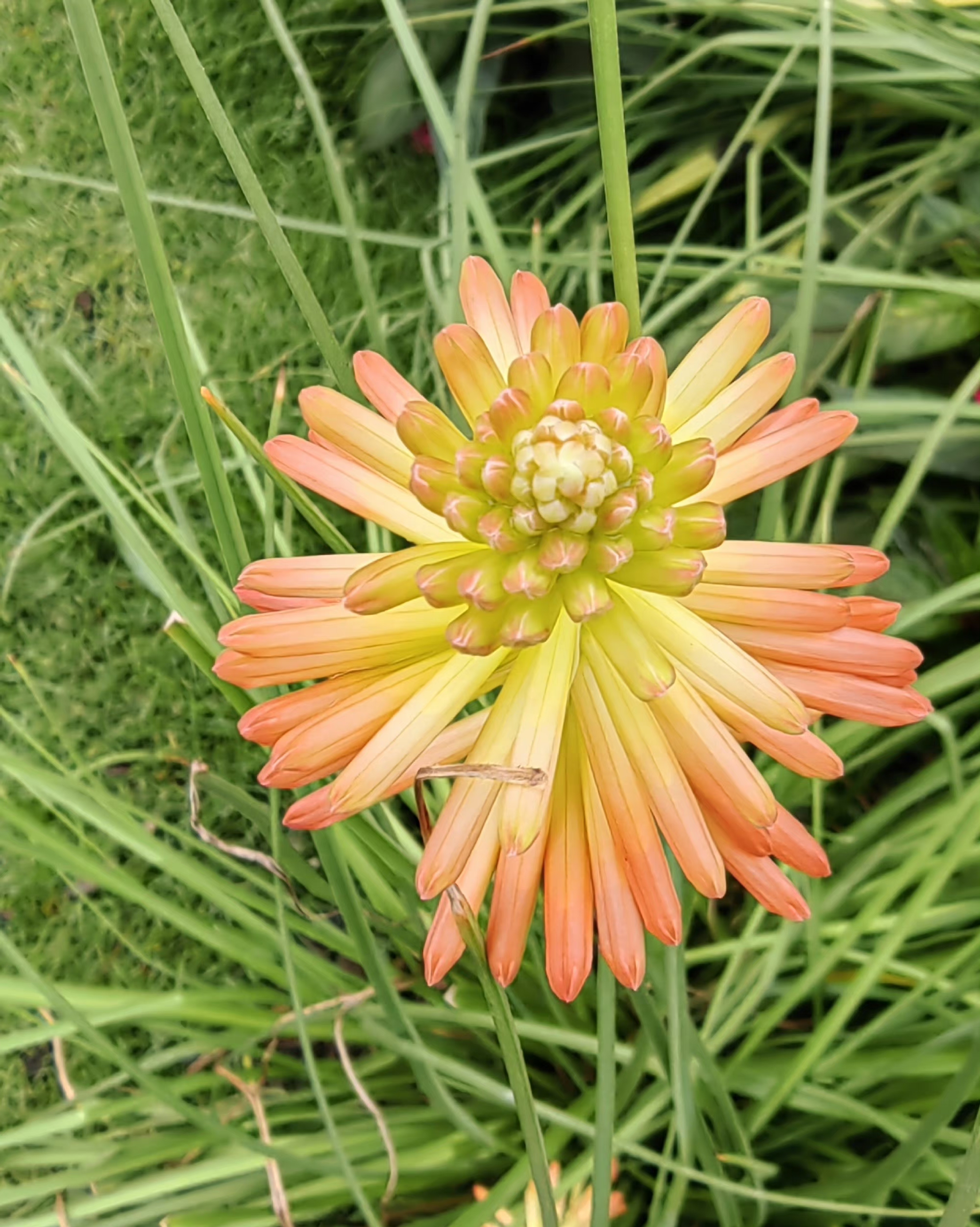 花语是热情光明有干劲花朵像火把给人红红火火的